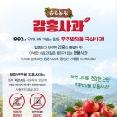 감홍사과 아시는분?? 이미지