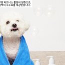 캣블라썸 이미지