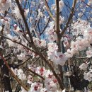 2019년 3월 23일(토) 딸기 모종을 심고 열무, 상추씨를 뿌리다. 이미지