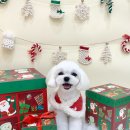 김채안퍼피살롱 이미지