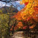 신선봉한옥펜션 | 11월의 내장산 가을단풍 그 절정에 서서 (내장산케이블카,우화정)