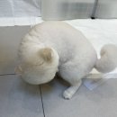 살롱드뚜뚜 이미지