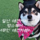 멍애견카페 | 고양 일산 애견카페 추천 멍스퀘어 방문 후기