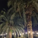 팜트리 빌리지 이미지