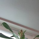 30년생 행운목 이미지