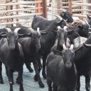 충주친환경유기영농조합법인 | 전국의 흑염소 유기·방목생태축산농장들