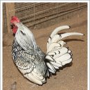 특별한 귀농 - 관상용 닭 키우는 강화농장 이미지