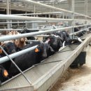 구수 염소농장 이미지