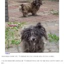 얼룩이농장 이미지