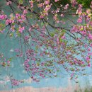 [박홍재 시인의 렌즈로 보는 풍경 그리고 길] (35) 경주 국도화와 겹벚꽃 그리고 금장대 이미지