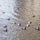 청둥오리 이미지