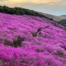 고려산 진달래축제 이미지