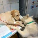 윤슬동물병원 이미지