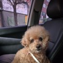 더독동물병원 이미지