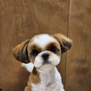 멜팅그루밍 이미지