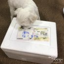 강재준 문방구떡볶이, 핫도그볼 솔직 후기 (내돈내산)