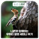 후투티 | [니콘 조류 세미나] 니콘과 함께한 후투티 촬영 세미나 후기