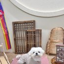 구구제리 | 강아지옷 뮤니쿤트 구구 캐시미어 니트 추천