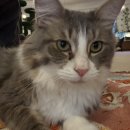 냥꿀냥꿀 이미지