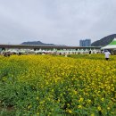 대저오리 티스토리
