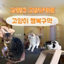 고양이 행복구역 이미지