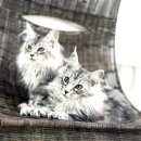 쿤이 | 마곡메인쿤분양 신중하게 알아봤던 후기