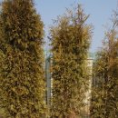 롯데애견 이미지