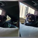 청아동물병원 이미지