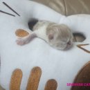 스파리버 캐터리 이미지