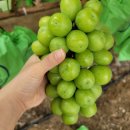 채니농장 이미지