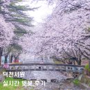 서원 | 거창 가볼만한 곳 덕천서원 벚꽃 실시간 개화 후기(26.04.09)