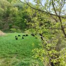 자연애흑염소팜 이미지