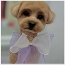 털래털래 애견미용실 이미지