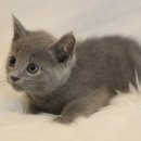 인천고양이분양 도레미캣 이미지