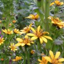 시인의 뜰 이미지