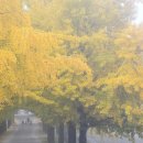 은행나무길 이미지