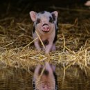 돼지꿈파는집 이미지