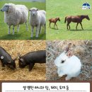 하빛율빠꿈사리 이미지