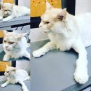 미사마이펫 이미지