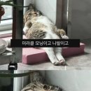 2026 :: 강원도 :: 원주+삼척 (🦅🐯🦁🐶)