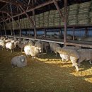 영덕목장 이미지