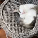 캣앤캣 고양이 병원 이미지