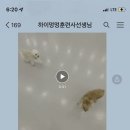 하이멍멍 이미지