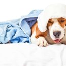 강아지 켄넬 이미지