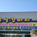 남창애견샵 복실강아지 이미지