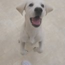 퍼피엔젤스 이미지