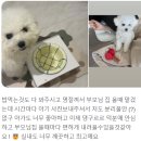 댕구르르 | [공지] 가둬놓지 않는 호텔 24시상주 댕구르르 애견호텔 🎀 마산애견호텔 마산강아지호텔 마산애견호텔...