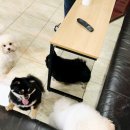 애니몰하우스 이미지