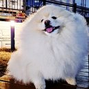 피개행개 이미지