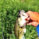 광신대교 이미지